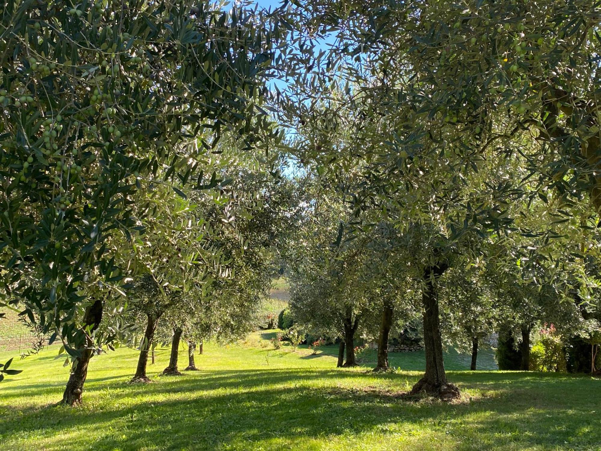 Podere Casanuova San Gimignano Ngoại thất bức ảnh
