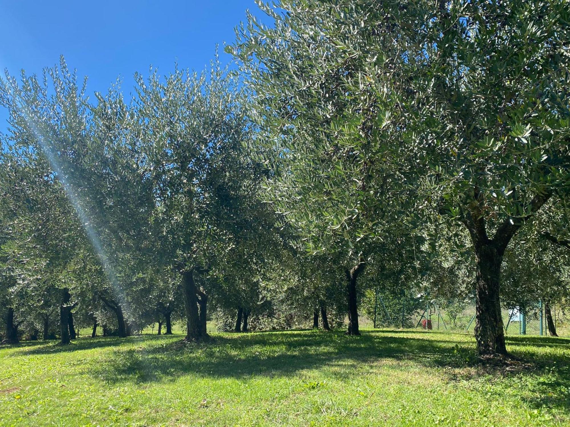 Podere Casanuova San Gimignano Ngoại thất bức ảnh